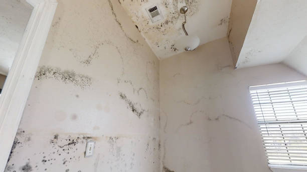 Best Water Damage & Mold Remediation  in Due West, SC