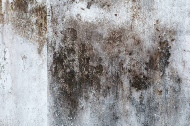 Mold Removal for HVAC Installations in Due West, SC