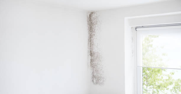 Best Basement Mold Removal  in Due West, SC