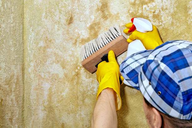 Best Industrial Mold Remediation  in Due West, SC