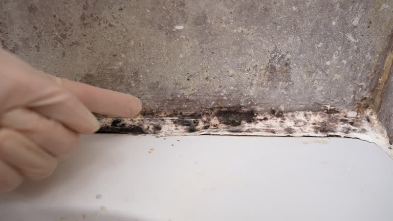 Best Mold Damage Restoration  in Due West, SC