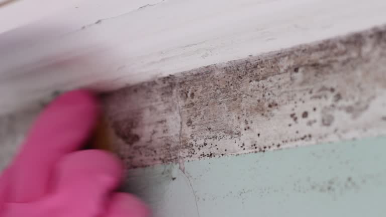 Best HVAC Mold Inspection and Cleaning  in Due West, SC